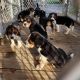 Beagle Puppies for sale in Athens, TX, USA. price: NA