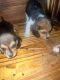 Beagle Puppies for sale in Lithonia, GA 30058, USA. price: $40,000