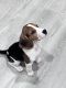 Beagle Puppies for sale in Menifee, CA, USA. price: NA