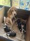 Beagle Puppies for sale in Dombivli East, Dombivli, Maharashtra, India. price: 25000 INR