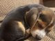 Beagle Puppies for sale in Conyers, GA, USA. price: $1,000