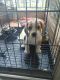 Beagle Puppies for sale in Palava City, Maharashtra 421204, India. price: 17000 INR