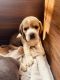 Beagle Puppies for sale in Dombivli East, Dombivli, Maharashtra, India. price: 20000 INR
