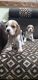 Beagle Puppies for sale in Bengaluru, Karnataka, India. price: 13000 INR