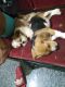 Beagle Puppies for sale in Electronic City, Bengaluru, Karnataka, India. price: 20000 INR
