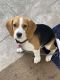 Beagle Puppies for sale in Vadavalli, Coimbatore, Tamil Nadu 641041, India. price: 35000 INR