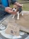 Beagle Puppies for sale in Dearing, GA 30808, USA. price: $150