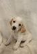 Beagle Puppies for sale in Katy, TX 77449, USA. price: $499