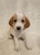 Beagle Puppies for sale in Katy, TX 77449, USA. price: $500