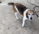 Beagle Puppies for sale in Cibolo, TX, USA. price: NA