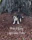 Beagle Puppies for sale in Pulaski, WI 54162, USA. price: $650