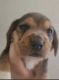 Beagle Puppies for sale in Harpers Ferry, IA 52146, USA. price: NA