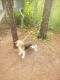 Beagle Puppies for sale in Eastover, NC, USA. price: NA