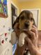 Beagle Puppies for sale in Reidsville, NC 27320, USA. price: NA