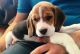 Beagle Puppies for sale in Cornelia St, New York, NY 10014, USA. price: NA