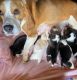Beagle Puppies for sale in Jeffersonville, GA 31044, USA. price: NA