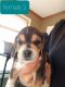 Beagle Puppies for sale in Pemberville, OH 43450, USA. price: NA