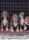 Beagle Puppies for sale in Dunn, NC 28334, USA. price: NA
