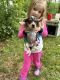 Beagle Puppies for sale in Delton, MI 49046, USA. price: $400