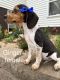 Beagle Puppies for sale in Munfordville, KY 42765, USA. price: NA