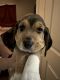Beagle Puppies for sale in Cadiz, KY 42211, USA. price: $700