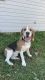 Beagle Puppies for sale in Midlothian, TX, USA. price: $500