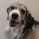 Beagle Puppies for sale in San Jose, CA, USA. price: $750