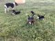 Beagle Puppies for sale in Stanardsville, VA 22973, USA. price: $275