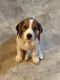 Beagle Puppies for sale in Riverside, CA 92509, USA. price: $700