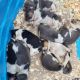 Beagle Puppies for sale in Harlem, GA 30814, USA. price: $900
