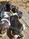Beagle Puppies for sale in 687 Foggy Ridge Rd, Rocky Mount, VA 24151, USA. price: $400