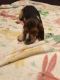 Beagle Puppies for sale in Colorado Springs, CO, USA. price: $150
