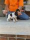 Beagle Puppies for sale in West Liberty, KY 41472, USA. price: $500