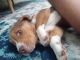 Beagle Puppies for sale in Cape Coral, FL, USA. price: $900