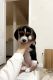 Beagle Puppies for sale in La Marque, TX, USA. price: $400
