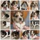 Beagle Puppies for sale in Richmond, VA 23231, USA. price: $500