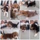 Beagle Puppies for sale in Cape Coral, FL, USA. price: $850
