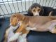 Beagle Puppies for sale in Cape Coral, FL, USA. price: $850