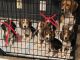 Beagle Puppies for sale in Warner Robins, GA, USA. price: $300