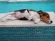 Beagle Puppies for sale in Cape Coral, FL, USA. price: $750