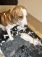 Beagle Puppies for sale in Lake Los Angeles, California. price: $600