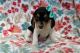 Beagle Puppies for sale in Atlanta, Georgia. price: $450