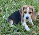 Beagle Puppies for sale in Fort Meade, FL, USA. price: $1,000
