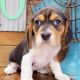 Beagle Puppies for sale in Albany, Kentucky. price: $1,800
