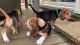 Beagle Puppies for sale in Tampa, Florida. price: $500