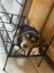 Beagle Puppies for sale in Barstow, California. price: $750