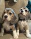 Beagle Puppies for sale in California Coastal Trl, San Francisco, CA 94129, USA. price: $700