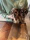 Beagle Puppies for sale in Ocklawaha, Florida. price: $500