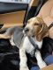 Beagle Puppies for sale in San Diego, California. price: $200