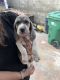 Beagle Puppies for sale in Baldwin Park, California. price: $500